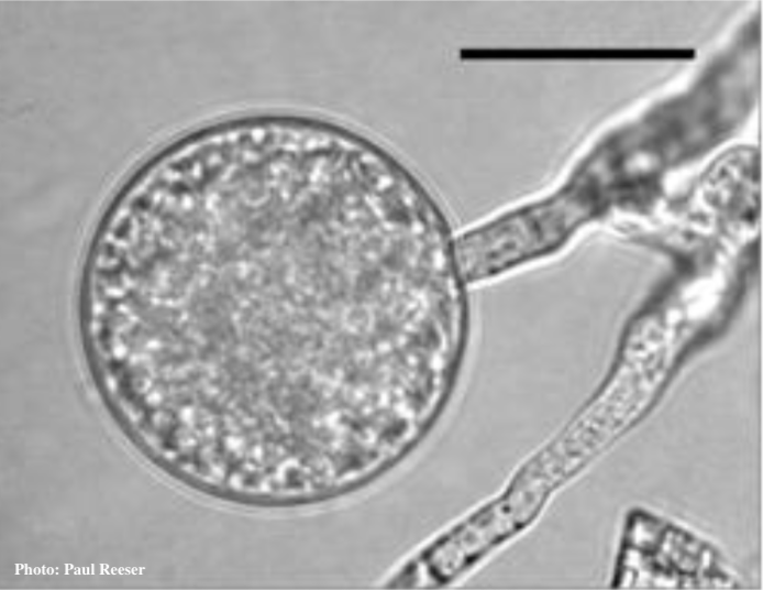 chlamydospora Forest Phytophthoras of the World
